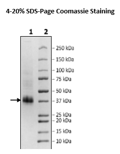 CLEC1B, His-Avi-Tag, Biotin-Labeled
