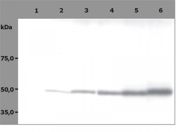 Anti-beta Tubulin, clone TU-06