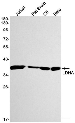 Anti-Recombinant Lactate Dehydrogenase A, clone R09-9A7