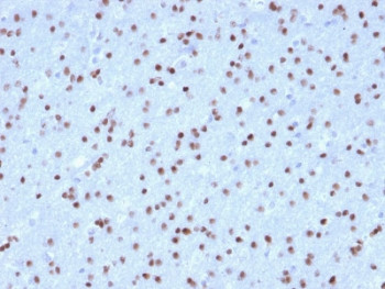 Anti-OLIG2, clone OLIG2/2400