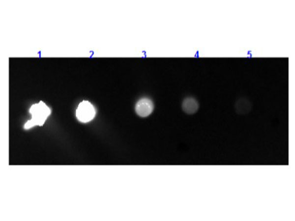 Anti-Rabbit IgG F(c) [Goat] Fluorescein conjugated F(ab')2 fragment