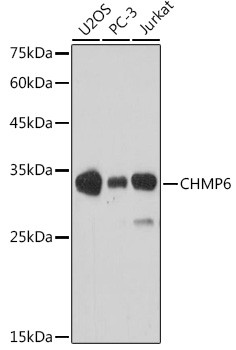 Anti-CHMP6