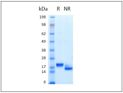 IFN alpha 2A HumanKine(R) recombinant human protein