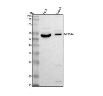 Anti-MFSD4A / Major facilitator superfamily domain-containing protein 4A