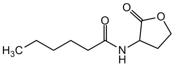 N-Hexanoyl-DL-homoserine lactone
