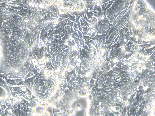 HROC277 T0 M1 Cells