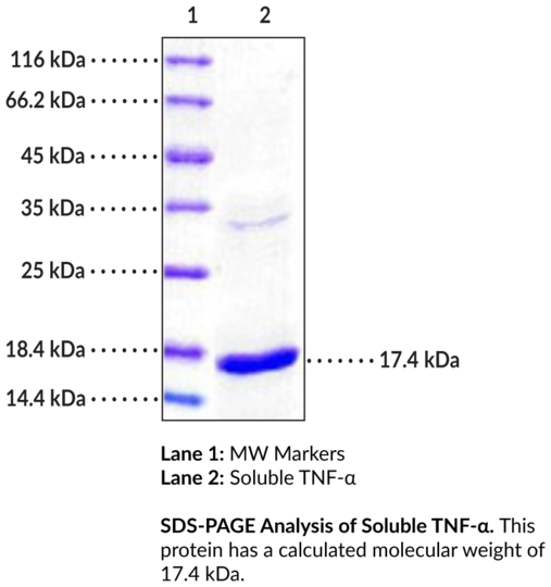 Soluble TNF-alpha (human, recombinant)