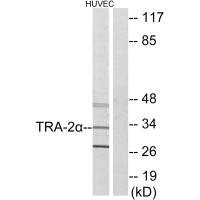 Anti-TRA2A