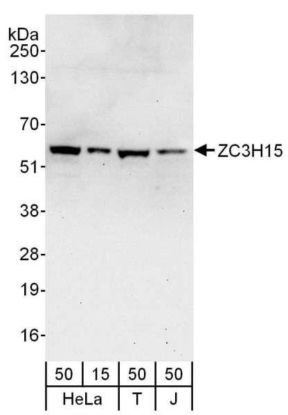 Anti-ZC3H15