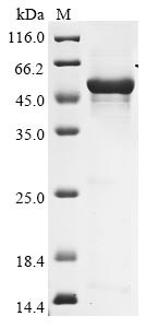 Hyaluronidase PH-20 (SPAM1), human, recombinant