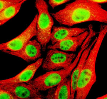 Anti-TFAP4 / Transcription factor AP-4