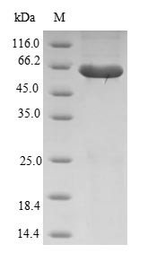 Ras association domain-containing protein 6 (RASSF6), human, recombinant