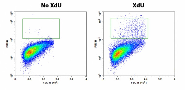 Bucculite(TM) Flow Cytometric XdU Cell Proliferation Assay Kit *Blue Laser-Comptatible*