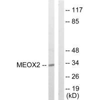 Anti-MEOX2