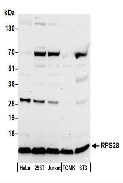 Anti-RPS28/Ribosomal Protein S28