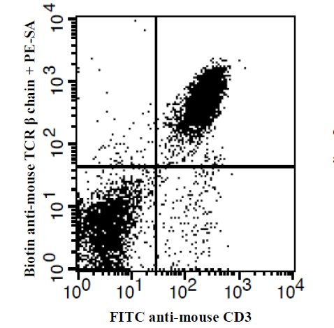 Anti-ERK 1, clone 5E9