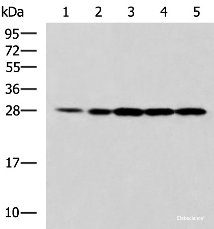 Anti-PSMA6