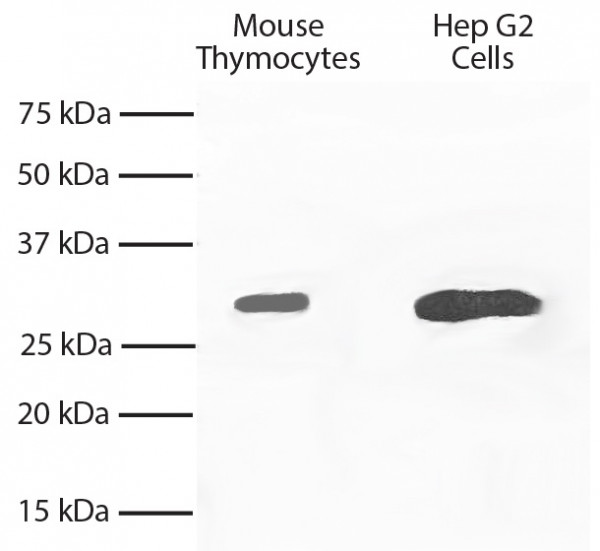 Anti-BCL-XL, clone 2H12