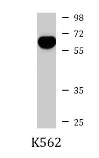 Anti-RIP3, clone 2013CT892.86.49