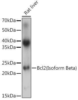 Anti-Bcl2 (Isoform Beta)