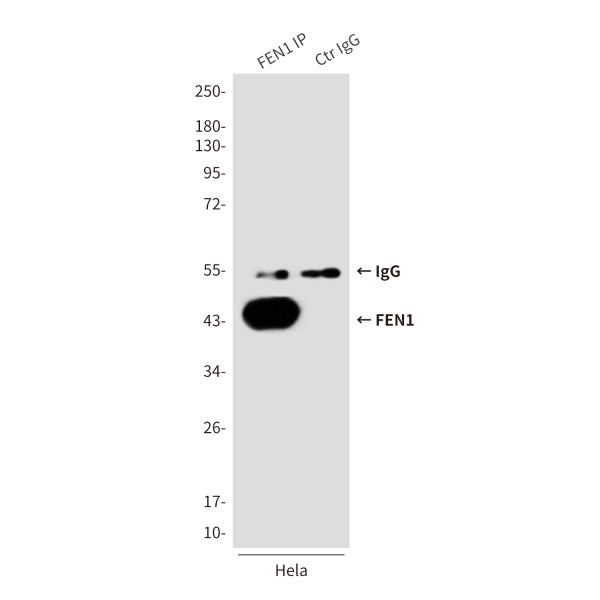 Anti-FEN1