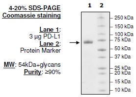 PD-L1 (Q66A), Fc fusion, Biotin-labeled