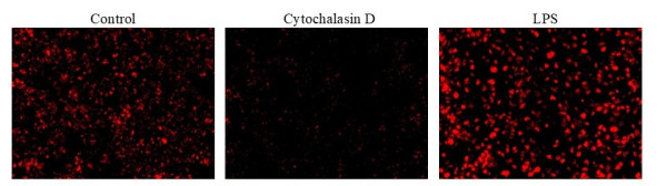 Protonex(TM) Red 670-Zymosan A Conjugate