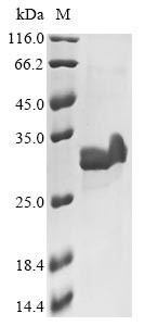 Interleukin-23 subunit alpha (IL23A), guinea pig, recombinant