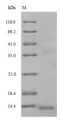 ATP-dependent translocase ABCB1 (ABCB1), partial, human, recombinant