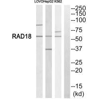 Anti-RAD18