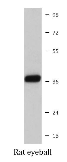 Anti-Rhodopsin