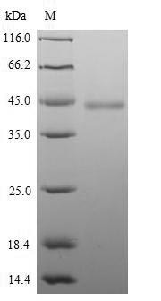 Hyaluronan and proteoglycan link protein 1 (Hapln1), mouse, recombinant