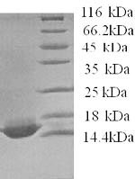 Apolipoprotein C-IV (APOC4), human, recombinant