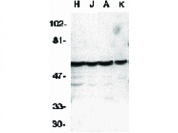 Anti-Caspase-10