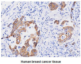 Anti-FADD, clone J1D2