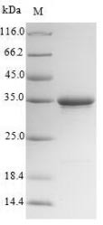 Collectrin (Cltrn), partial, mouse, recombinant