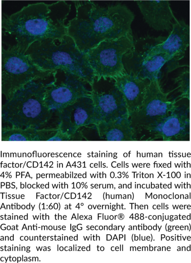 Anti-Tissue Factor/CD142 (human)