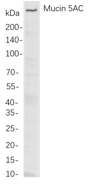 Anti-Recombinant Mucin 5AC, clone 6C4