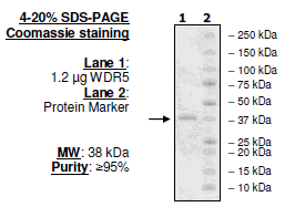 WDR5, human recombinant protein, N-terminal His-tag