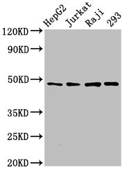 Anti-EIF4A2