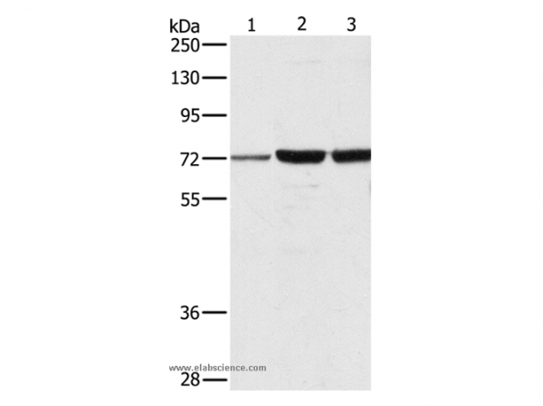 Anti-DOK1