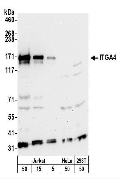 Anti-ITGA4/CD49D/Integrin alpha-4