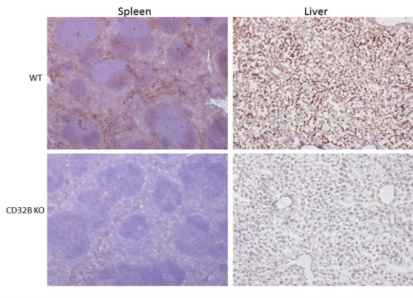 Anti-CD32B, clone AT130-5R