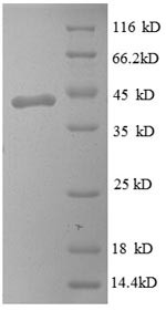 Myelin P2 protein (PMP2), human, recombinant