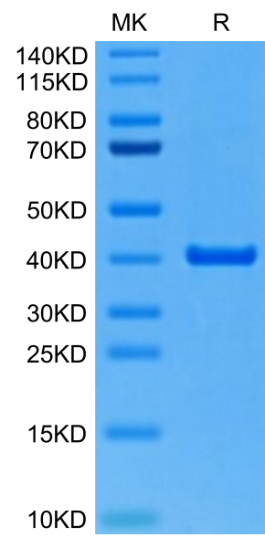 Mouse ANXA2 Protein