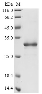 Transcription factor A, mitochondrial (TFAM), human, recombinant