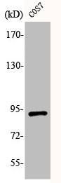 Anti-Phospho-SP1 (T739)