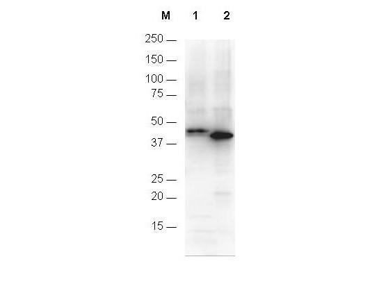 Anti-His-Tag (6-Histidine)