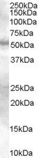 Anti-SMAD9, Internal