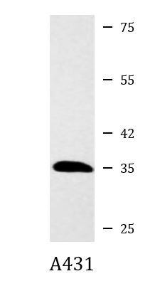 Anti-CrkII, clone 3H7-E5-H8